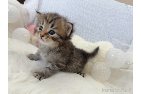 販売中の大阪府のサイベリアン-109698の3枚目